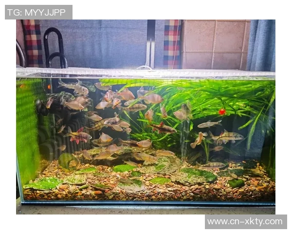 今日趣图：探讨鱼缸中的咸水鱼与淡水鱼共存的可能性与挑战